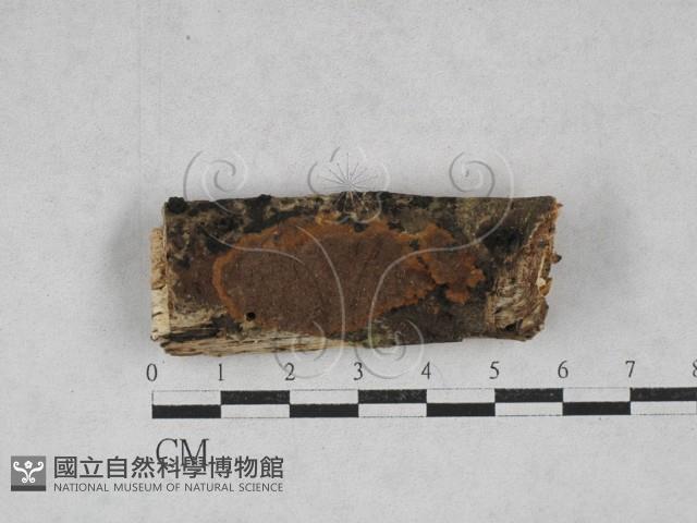 登錄號:F0028468藏品圖，第3張