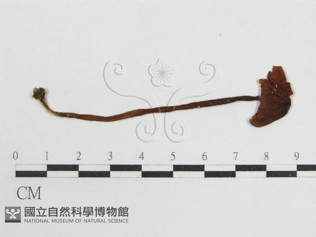 登錄號:F0008468藏品圖，第3張