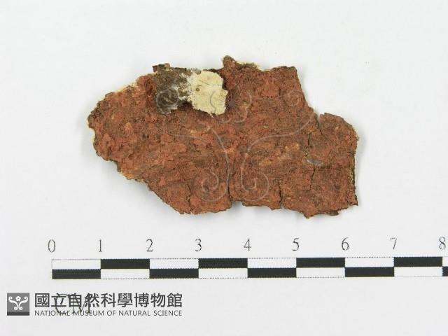 登錄號:F0020468藏品圖，第3張