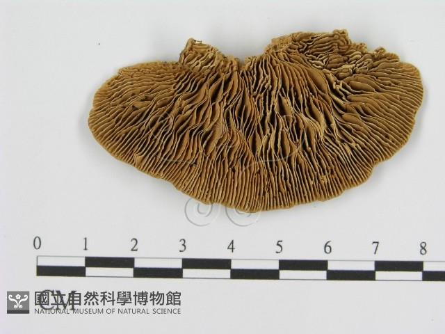 登錄號:F0016468藏品圖，第3張