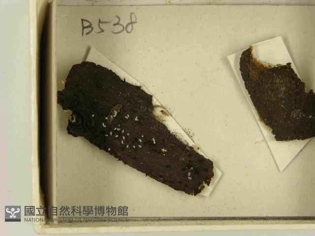 登錄號:F0021468藏品圖，第3張