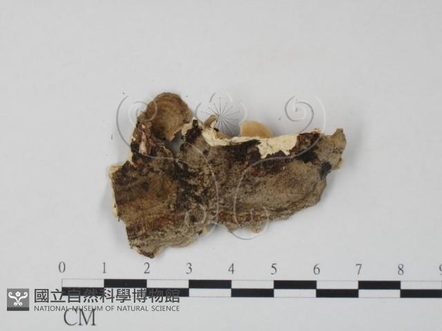栓菌屬藏品圖，第3張