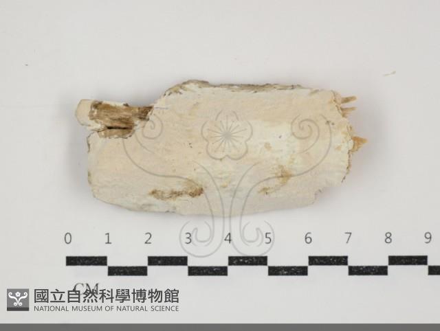 登錄號:F0034468藏品圖，第3張