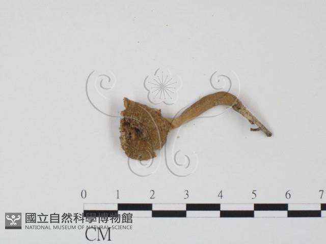 登錄號:F0012468藏品圖，第3張