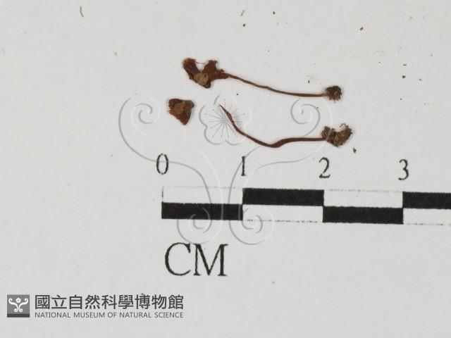 登錄號:F0027468藏品圖，第3張