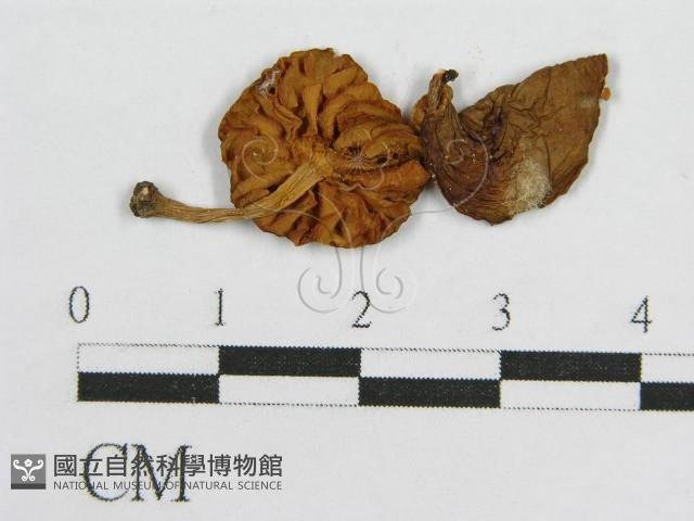 登錄號:F0007468藏品圖，第3張