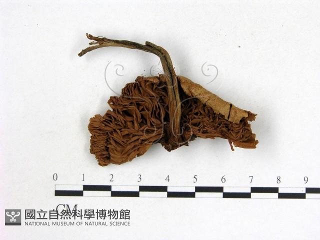 登錄號:F0005468藏品圖，第3張