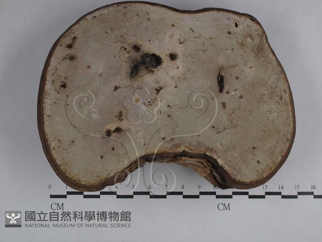 靈芝屬藏品圖，第3張