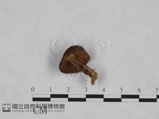 登錄號:F0023468藏品圖，第3張