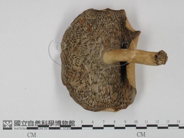 登錄號:F0003468藏品圖，第3張