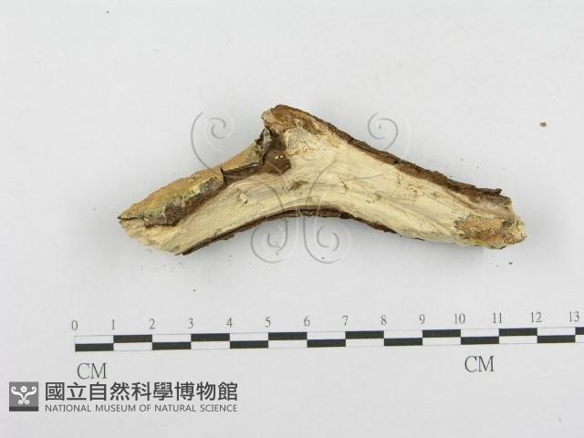 木層孔菌屬藏品圖，第3張