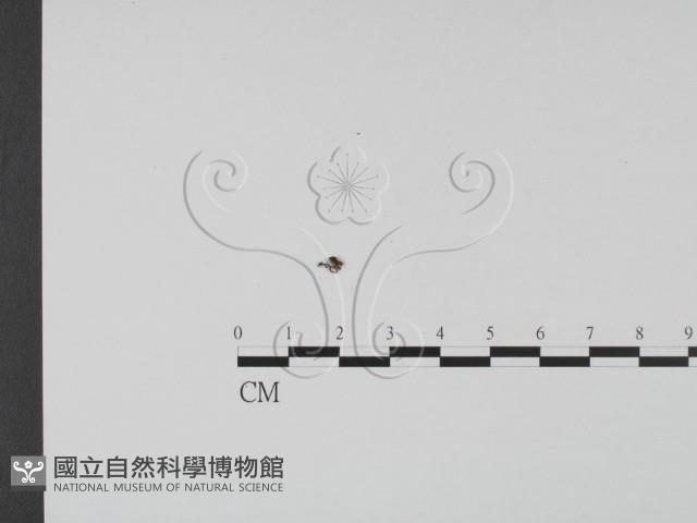 登錄號:F0020768藏品圖，第3張