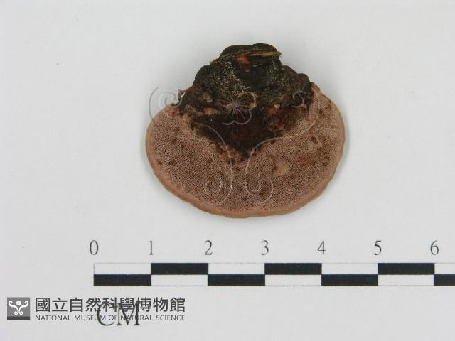 登錄號:F0006768藏品圖，第3張