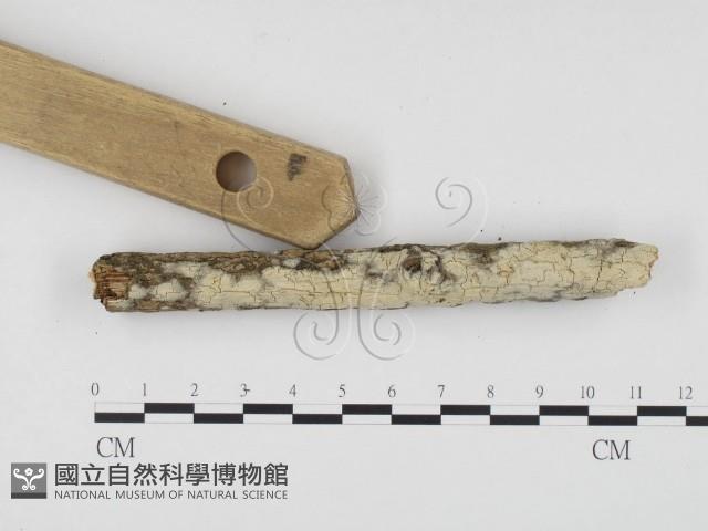 冇骨消絲齒菌藏品圖，第3張