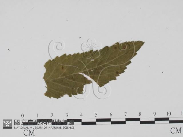 登錄號:F0011768藏品圖，第3張