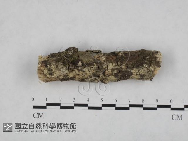 登錄號:F0024768藏品圖，第3張