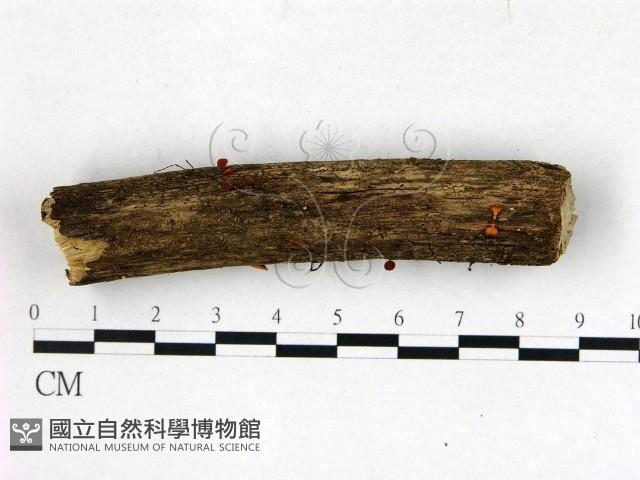 登錄號:F0022768藏品圖，第3張