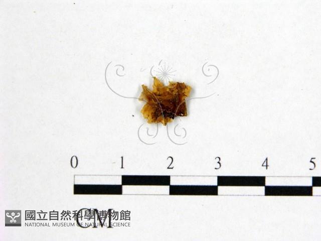 花耳屬藏品圖，第3張