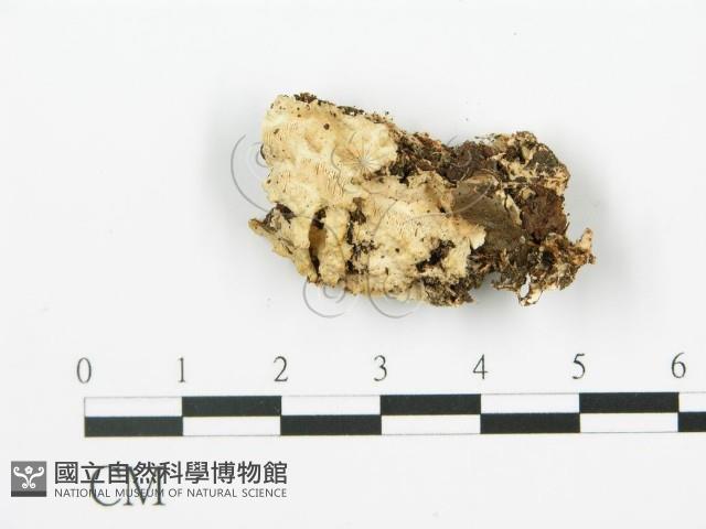 登錄號:F0019768藏品圖，第1張