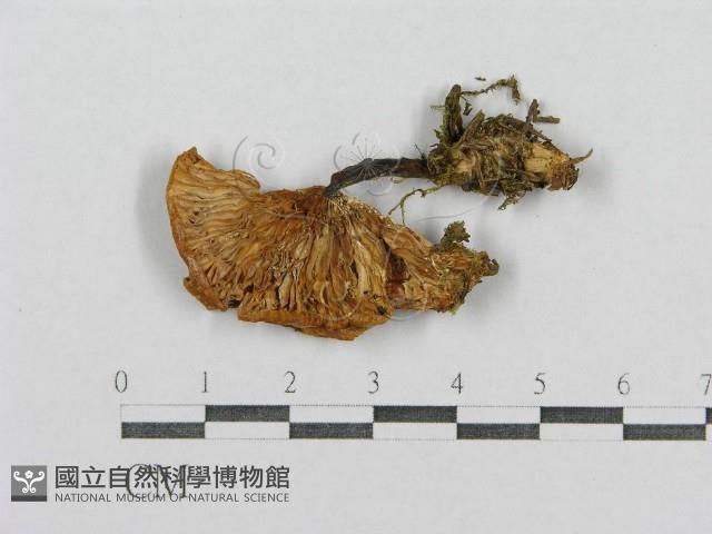 登錄號:F0003768藏品圖，第3張