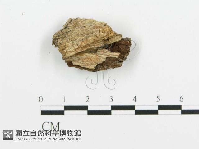煙管菌藏品圖，第3張