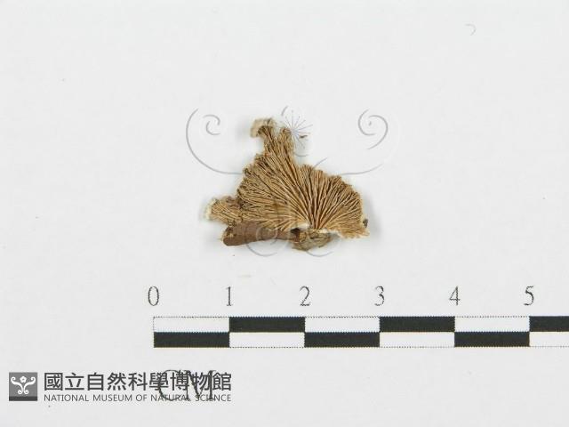 裂褶菌藏品圖，第3張