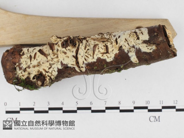 登錄號:F0026568藏品圖，第3張