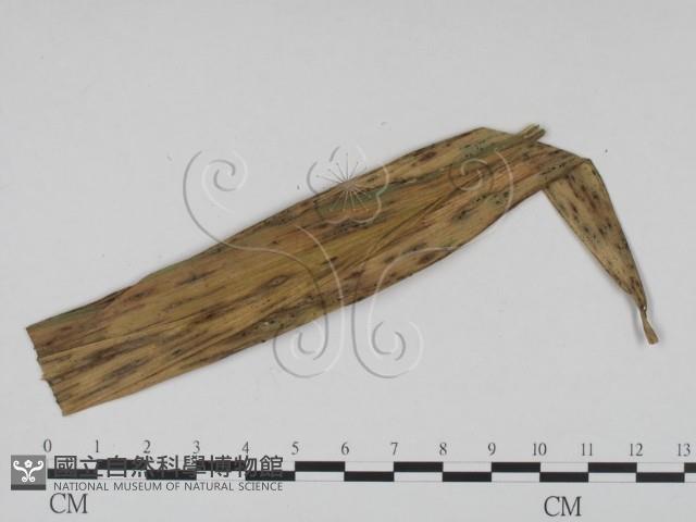 登錄號:F0016568藏品圖，第3張