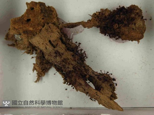 登錄號:F0021568藏品圖，第3張