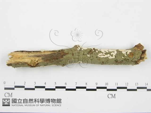 登錄號:F0001568藏品圖，第3張