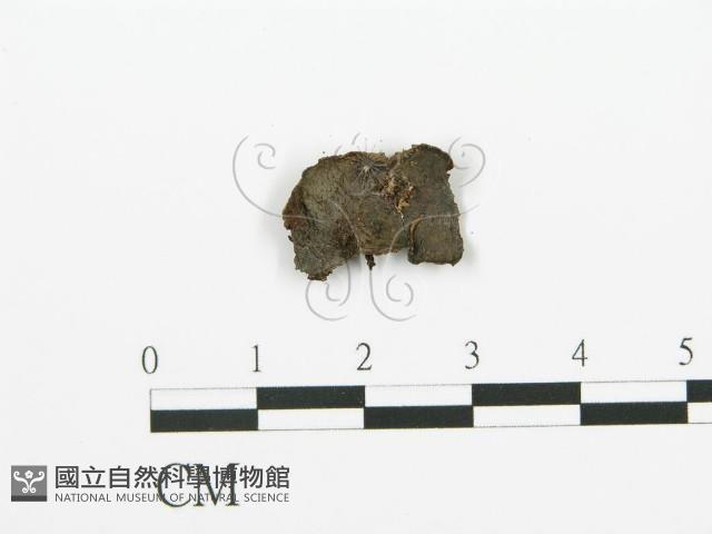 登錄號:F0011568藏品圖，第1張