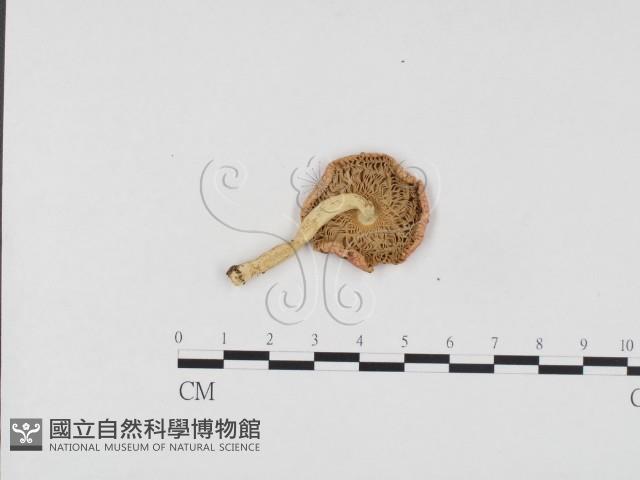 登錄號:F0024568藏品圖，第3張