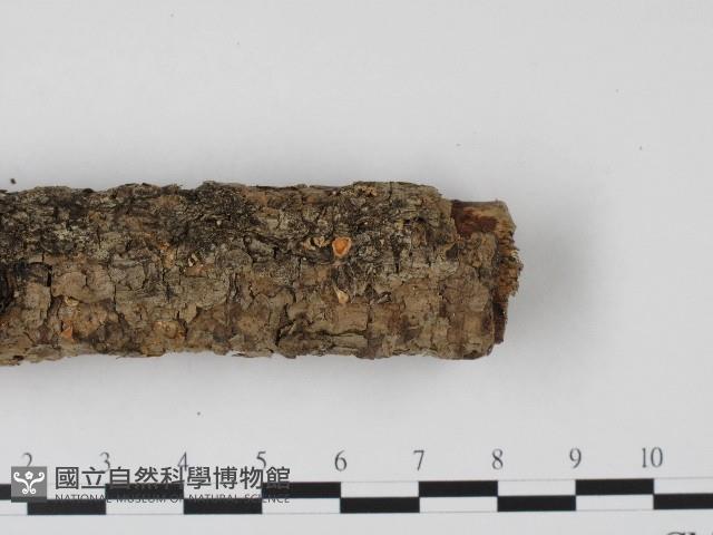 登錄號:F0004568藏品圖，第3張