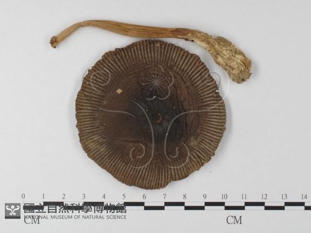 登錄號:F0014568藏品圖，第3張