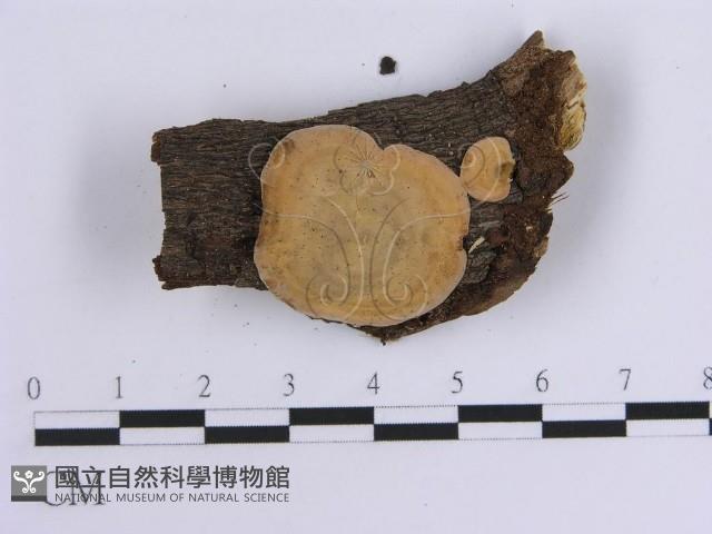 韌革菌屬藏品圖，第3張
