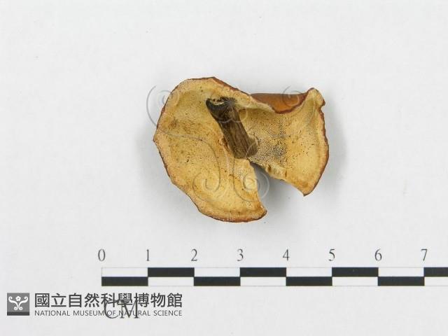 登錄號:F0012568藏品圖，第3張