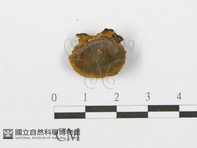 登錄號:F0017568藏品圖，第1張