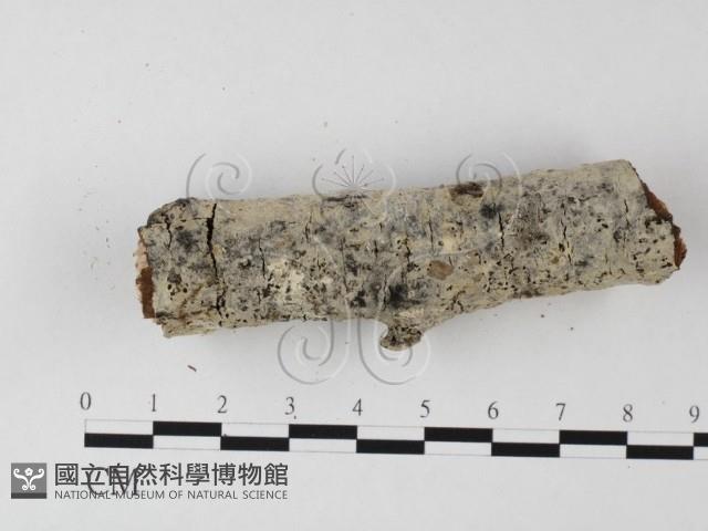 登錄號:F0025568藏品圖，第3張