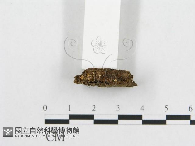 登錄號:F0005568藏品圖，第3張