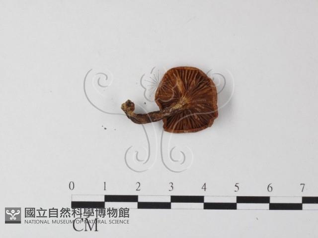 登錄號:F0023568藏品圖，第3張