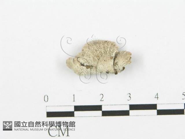 裂褶菌藏品圖，第3張