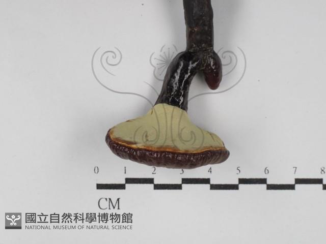 靈芝屬藏品圖，第3張