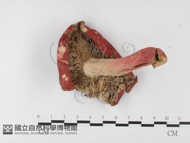 紅菇屬藏品圖，第3張