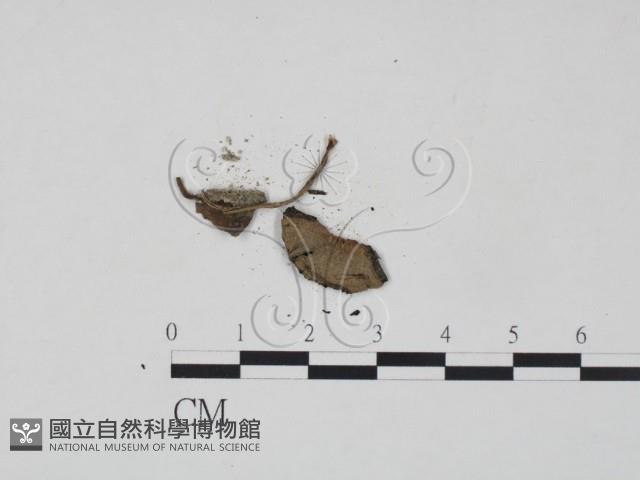 登錄號:F0016168藏品圖，第3張