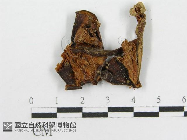 粉褶菌屬藏品圖，第3張