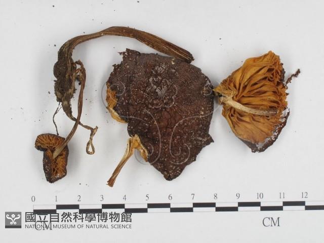 登錄號:F0024168藏品圖，第3張