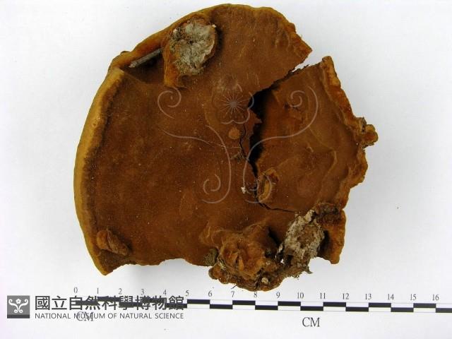 登錄號:F0014168藏品圖，第1張