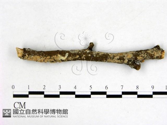 登錄號:F0022168藏品圖，第3張