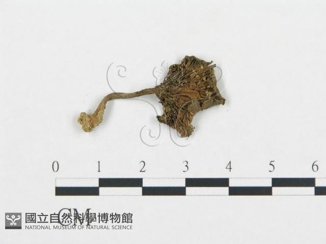 杯傘屬藏品圖，第3張