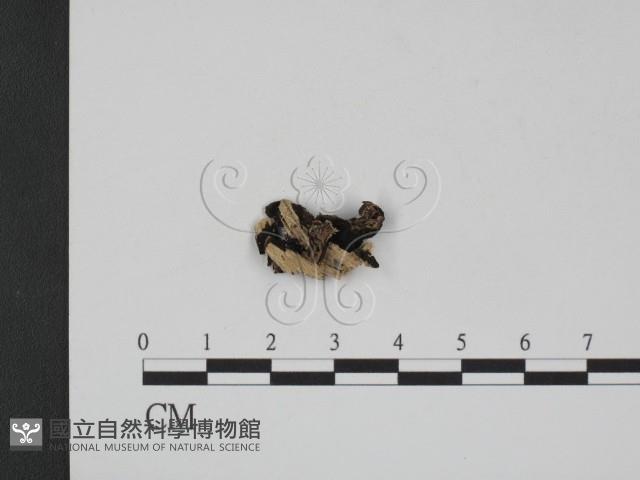 登錄號:F0012168藏品圖，第3張